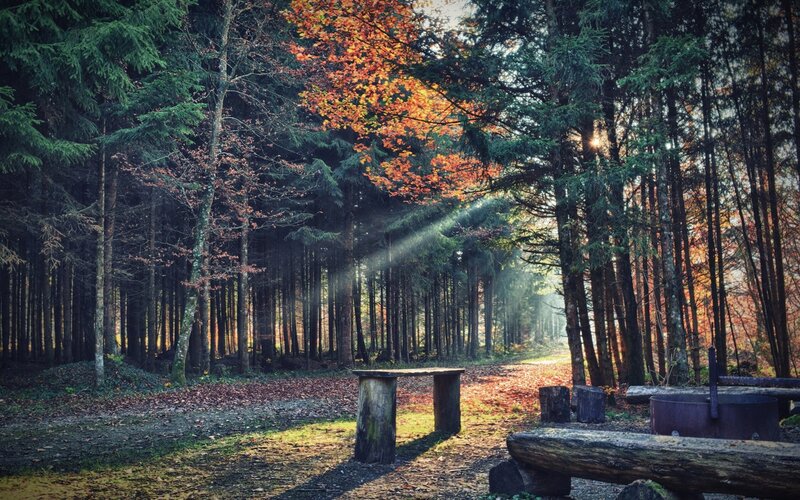 Wooden Bench in Forest — Green, Serene, Autumn, Photograph, Trees, Sunlight