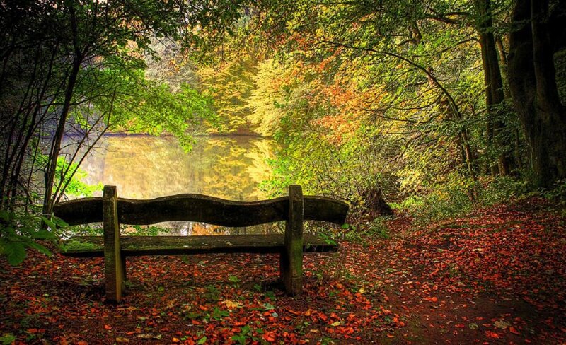 Wooden Bench in Forest — Green, Serene, Autumn, Photograph, Trees