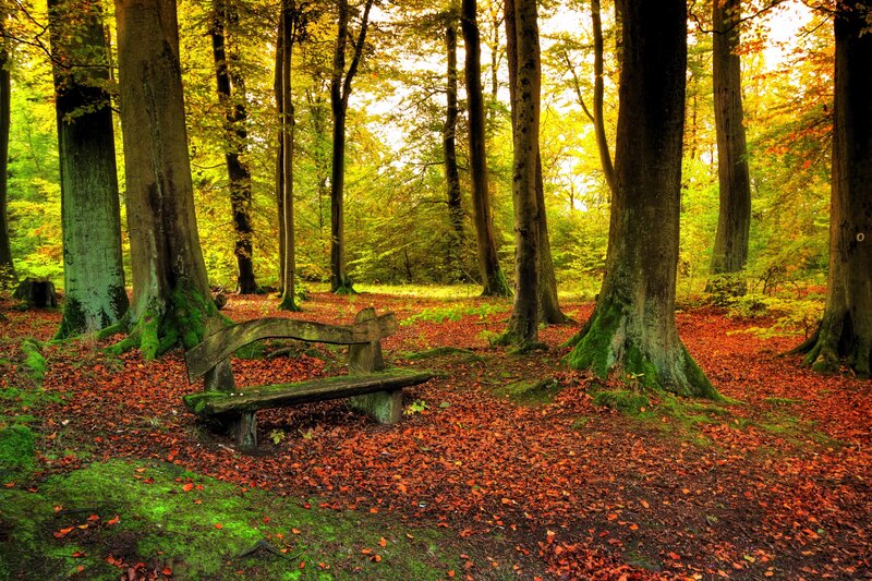 Wooden Bench in Forest — Green, Serene, Autumn