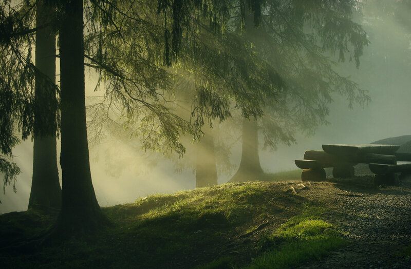 Wooden Bench in Forest — Green, Serene, Morning, Photograph
