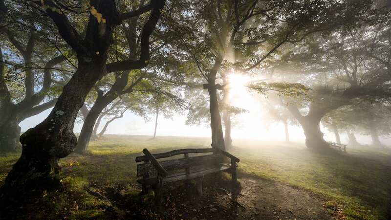 Wooden Bench in Forest — Green, Serene, Morning, Photograph, Trees, Sunlight