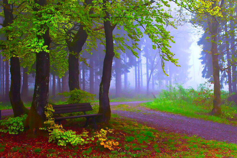 Wooden Bench in Forest — Green, Serene, Morning, Photograph, Trees