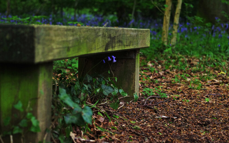 Wooden Bench in Forest — Green, Serene, Spring