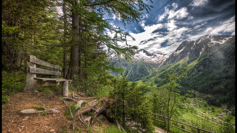Wooden Bench in Forest — Green, Serene, Summer