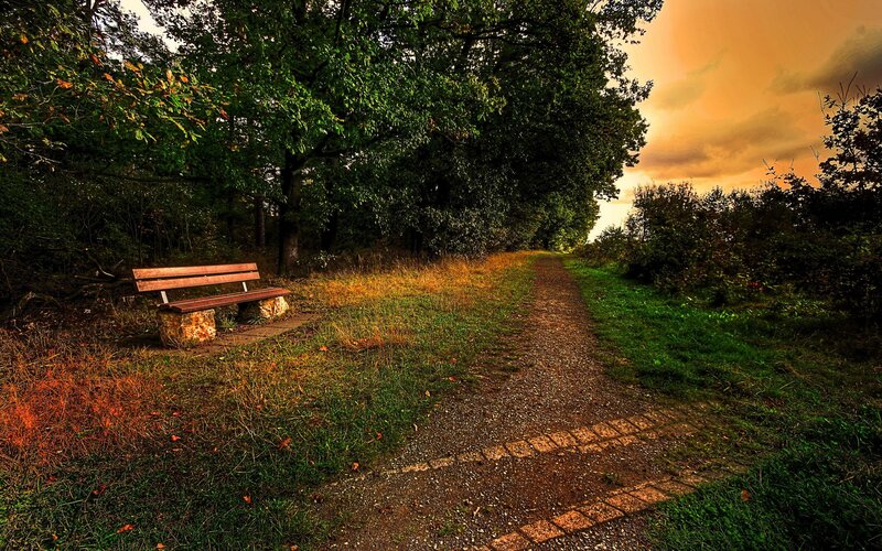 Wooden Bench in Forest — Green, Serene, Sunset