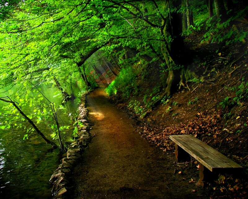 Wooden Bench in Forest — Green