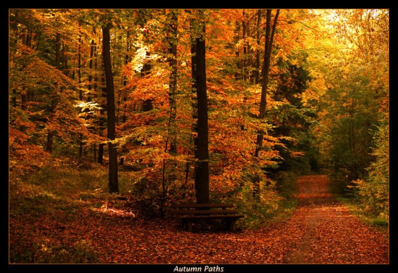 Wooden Bench in Forest — Orange, Serene, Autumn, Photograph