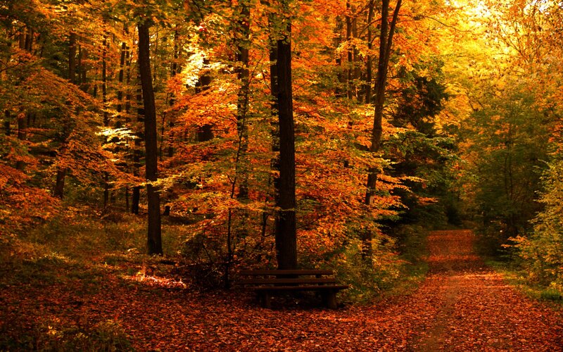 Wooden Bench in Forest — Orange, Serene, Autumn, Photograph, Trees, Path