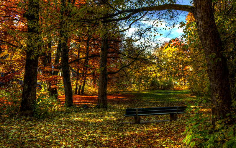 Wooden Bench in Forest — Orange, Serene, Autumn, Photograph, Trees
