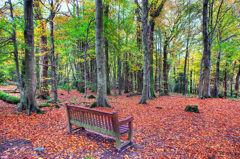 Wooden Bench in Forest — Orange, Serene