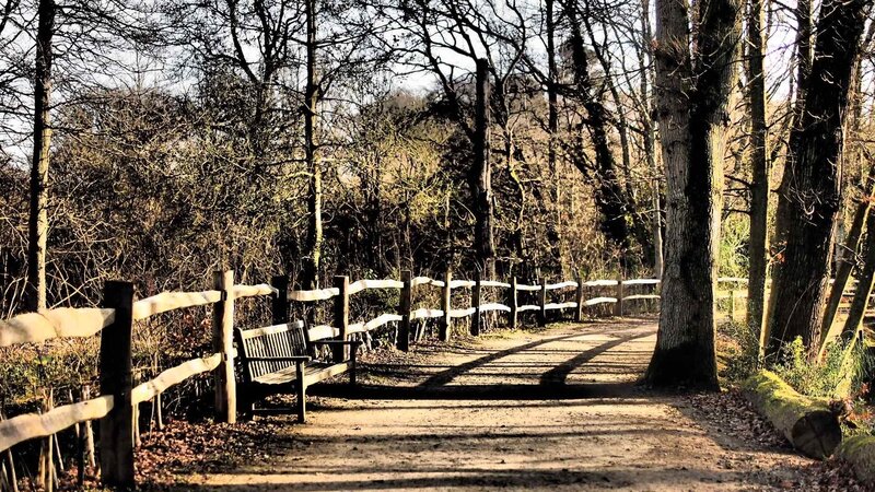 Wooden bench in forest path