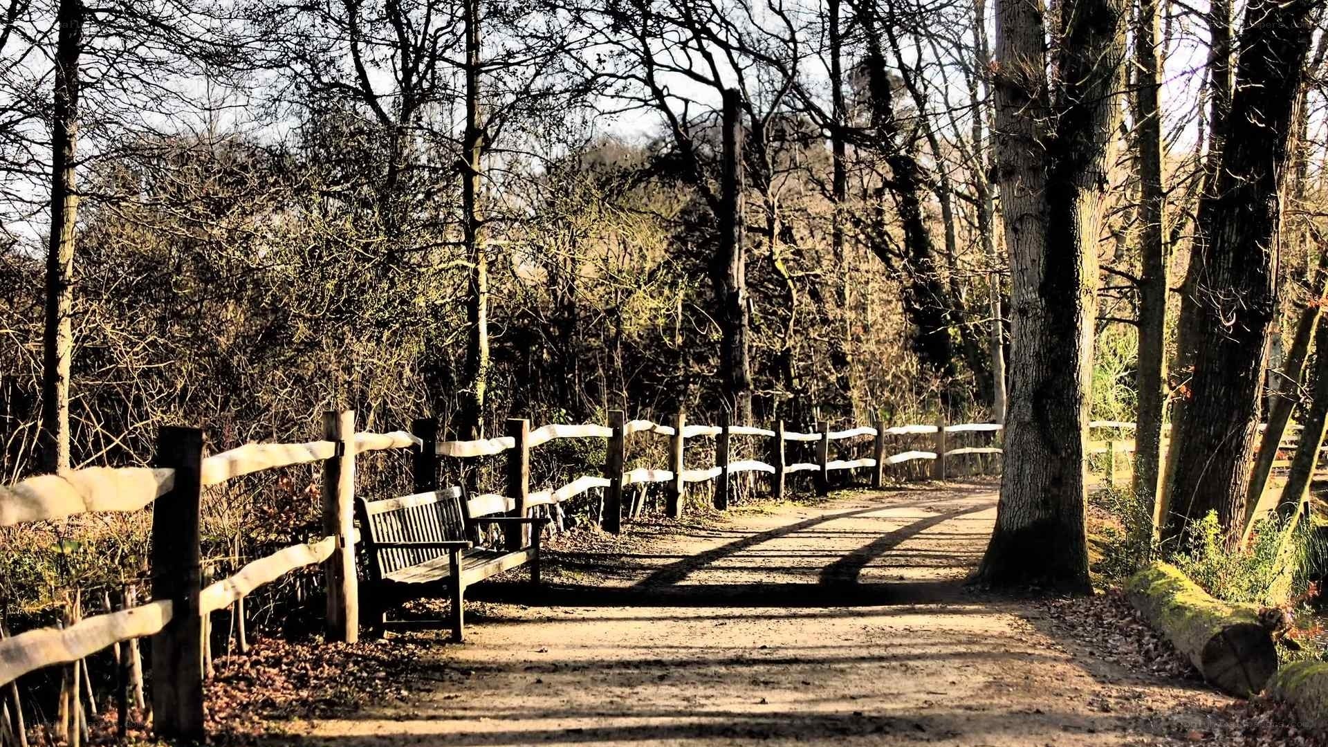 Wooden bench in forest path