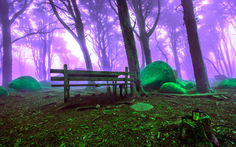 Wooden Bench in Forest — Purple