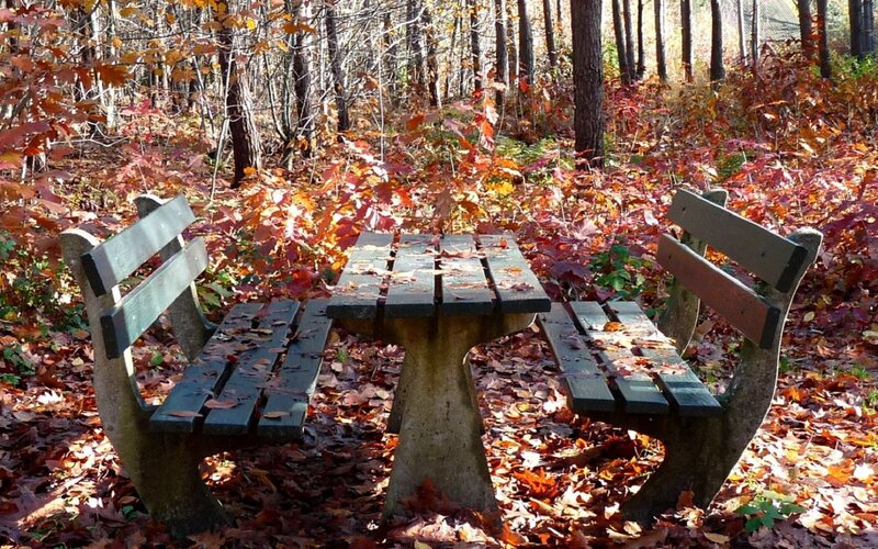 Wooden Bench in Forest — Red, Serene, Autumn
