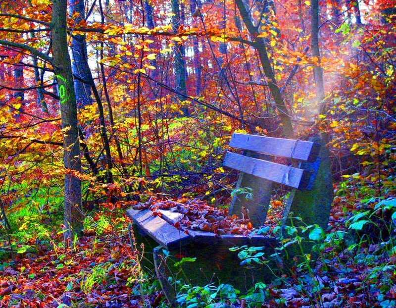 Wooden Bench in Forest — Red