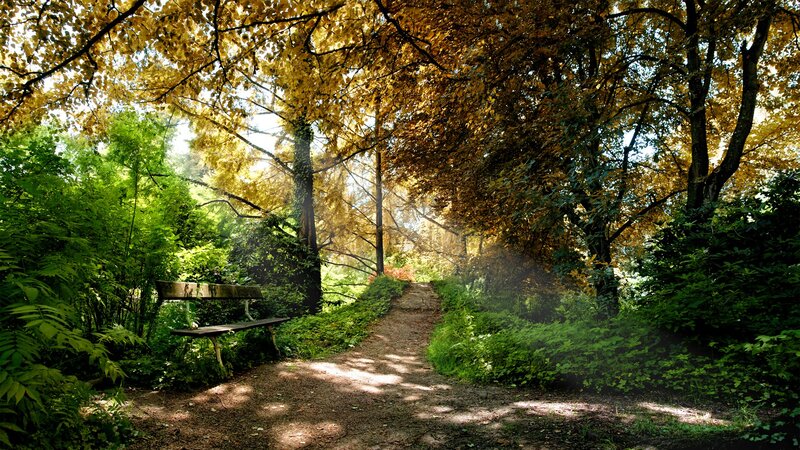 Wooden Bench in Forest — Sunlight