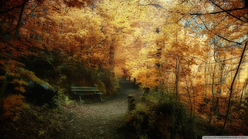 Wooden Bench in Forest — Trees