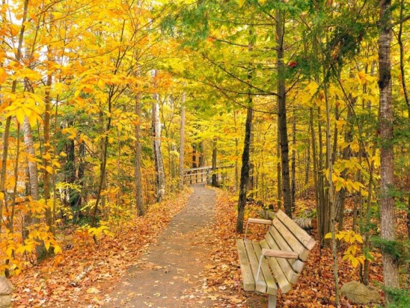 Wooden Bench in Forest — Yellow, Serene, Autumn, Photograph, Path