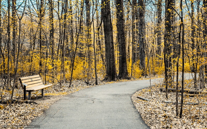 Wooden Bench in Forest — Yellow, Serene, Autumn, Photograph, Path, Trees, Leaves, Brown
