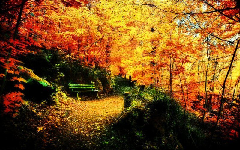 Wooden Bench in Forest — Yellow, Serene, Autumn, Photograph, Path, Trees