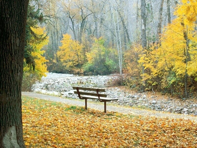 Wooden Bench in Forest — Yellow, Serene, Autumn, Photograph
