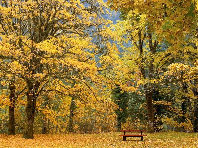 Wooden Bench in Forest — Yellow, Serene, Autumn, Photograph, Trees, Leaves