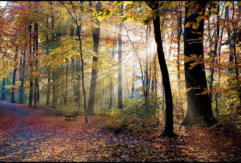 Wooden Bench in Forest — Yellow, Serene, Autumn, Photograph, Trees