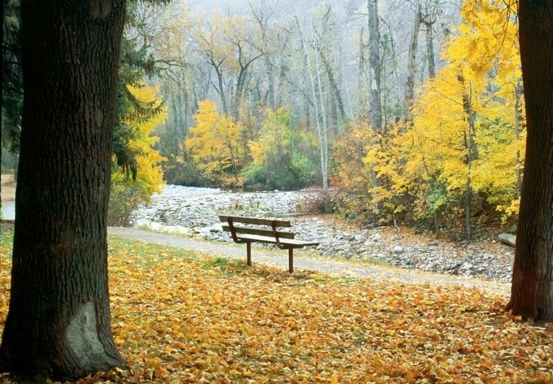 Wooden Bench in Forest — Yellow, Serene, Autumn