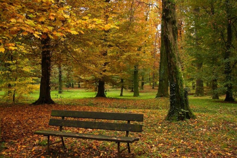 Wooden Bench in Forest — Yellow, Serene