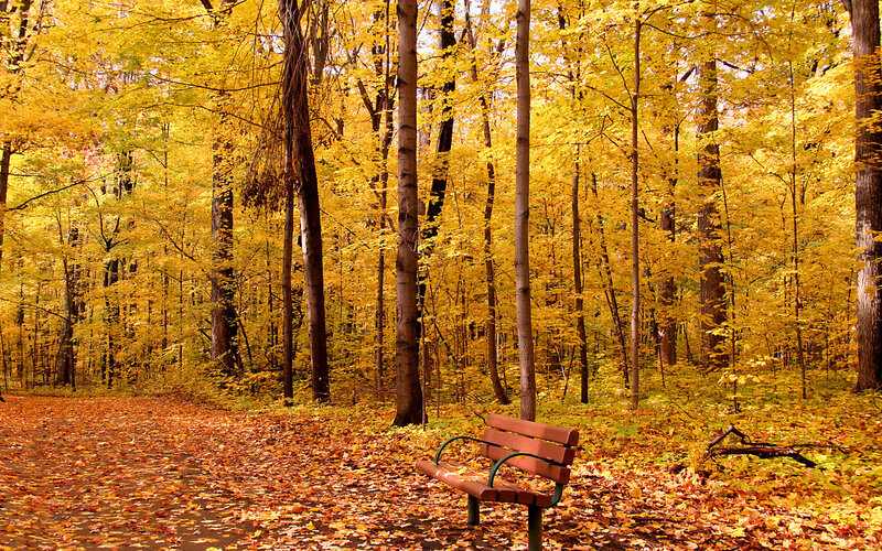Wooden Bench in Forest — Yellow