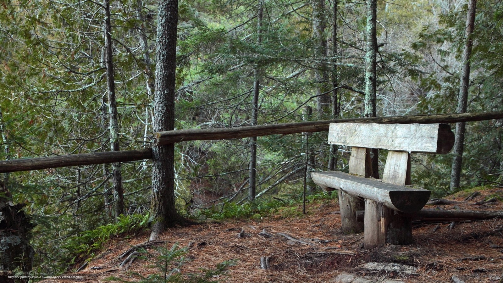 Wooden bench in forest