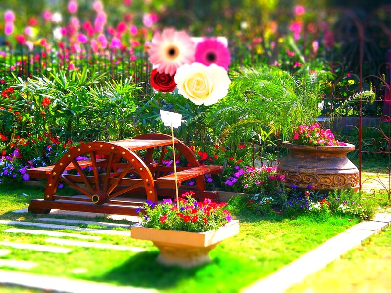 Wooden Bench in Garden — Green, Serene, Afternoon, Photograph, Flowers, Plants