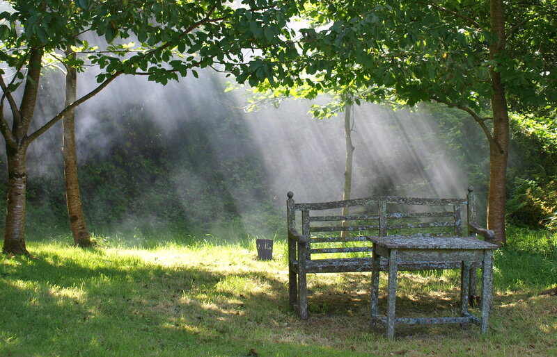 Wooden Bench in Garden — Green, Serene, Morning