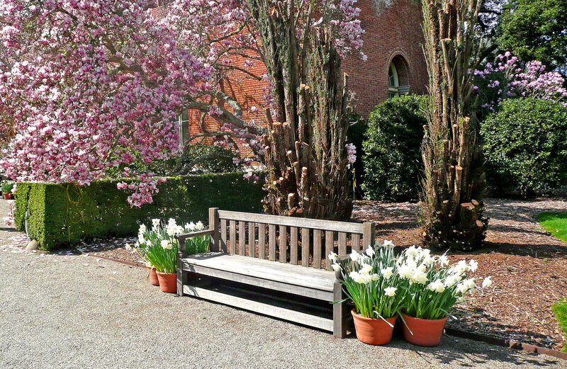Wooden Bench in Garden — Green, Serene, Spring, Photograph, Flowering Tree