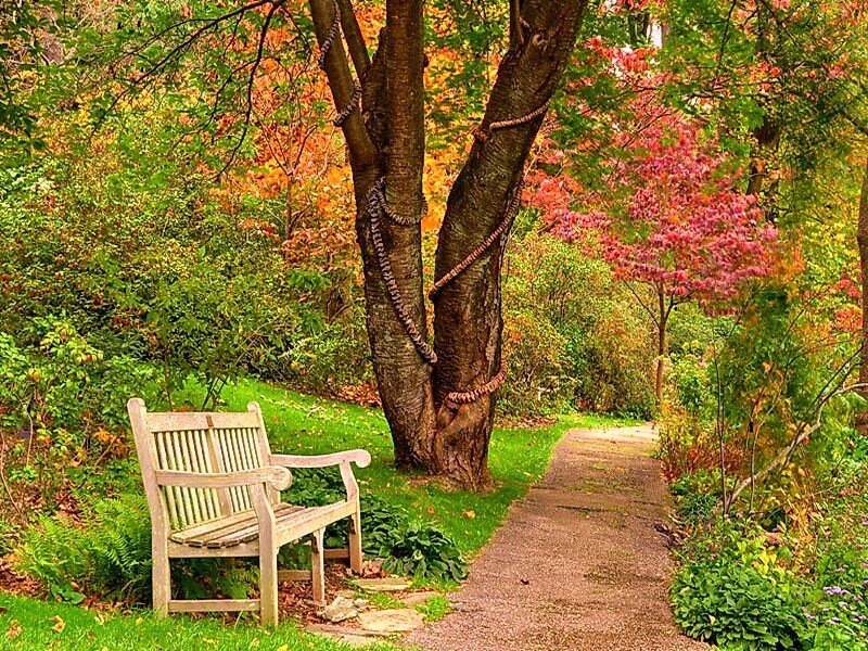 Wooden Bench in Garden — Green