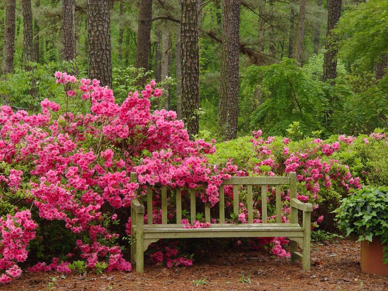 Wooden Bench in Garden — Pink, Serene, Spring, Photograph