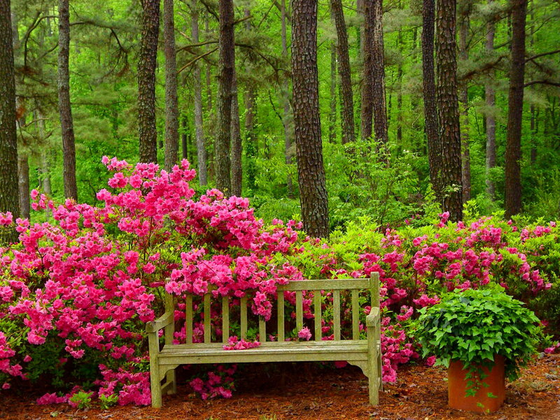 Wooden Bench in Garden — Pink, Serene