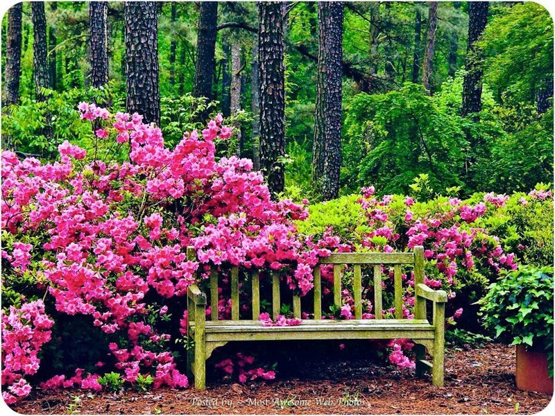 Wooden Bench in Garden — Pink