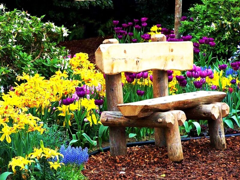 Wooden Bench in Garden — Yellow, Serene, Spring