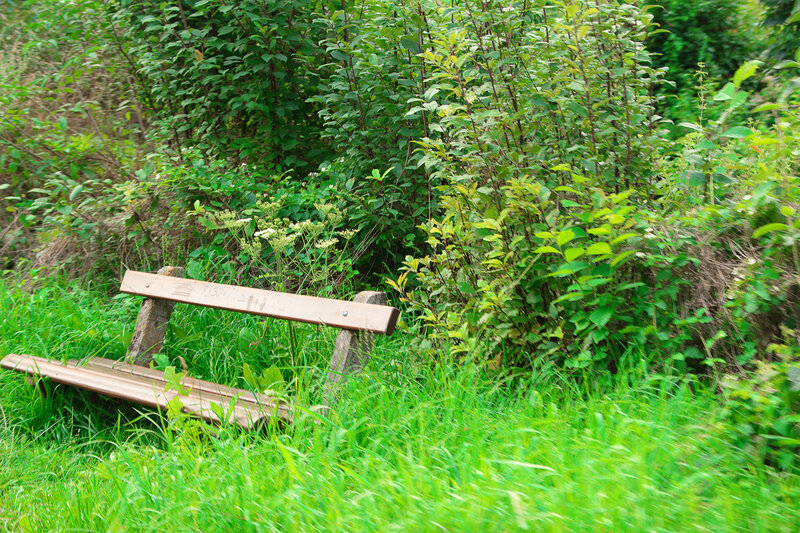 Wooden Bench in Grass