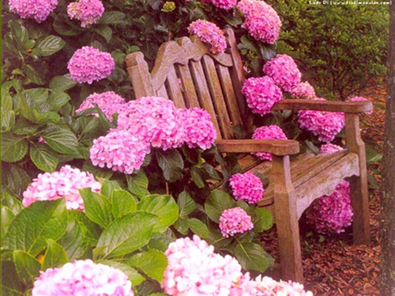 Wooden Bench in Hydrangeas