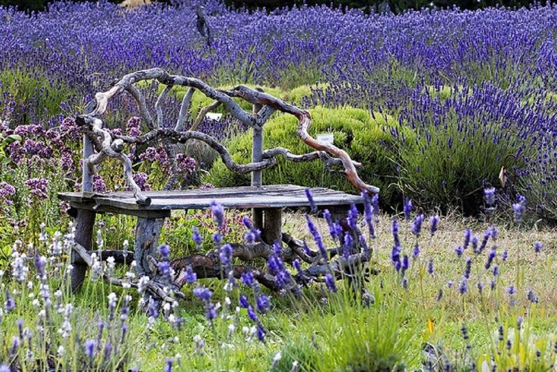 Wooden Bench in Lavender Field