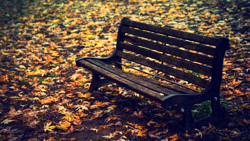 Wooden Bench in Leaves — Brown, Calm