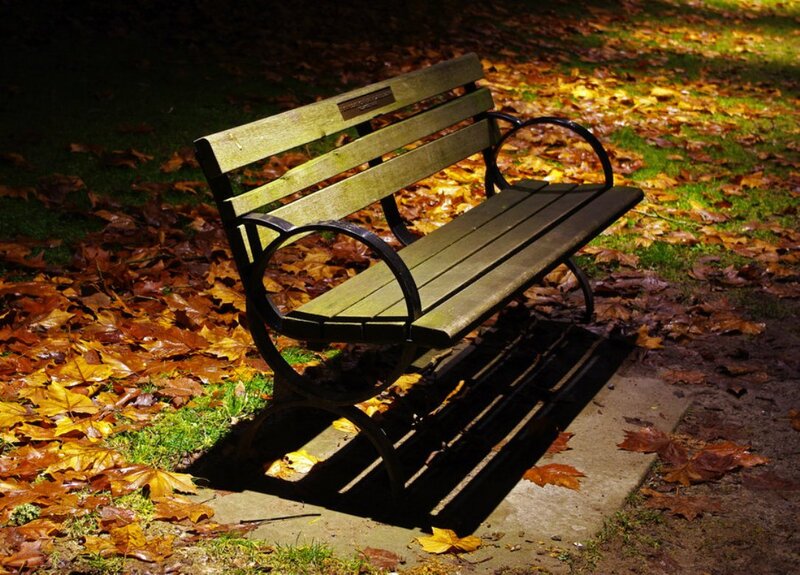 Wooden Bench in Leaves — Brown