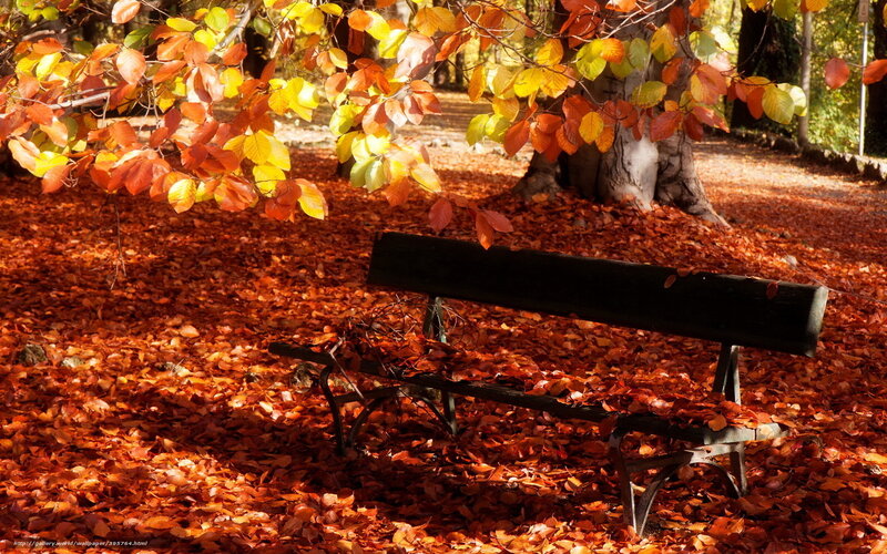 Wooden Bench in Leaves — Orange, Serene