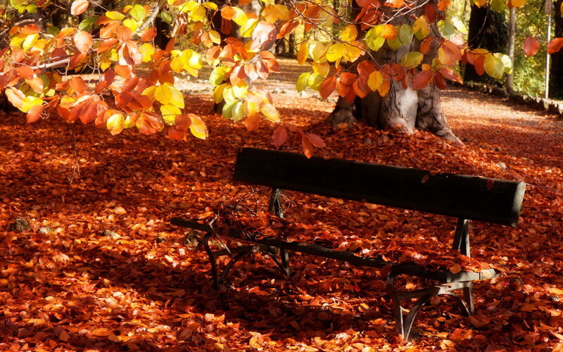 Wooden Bench in Leaves — Orange