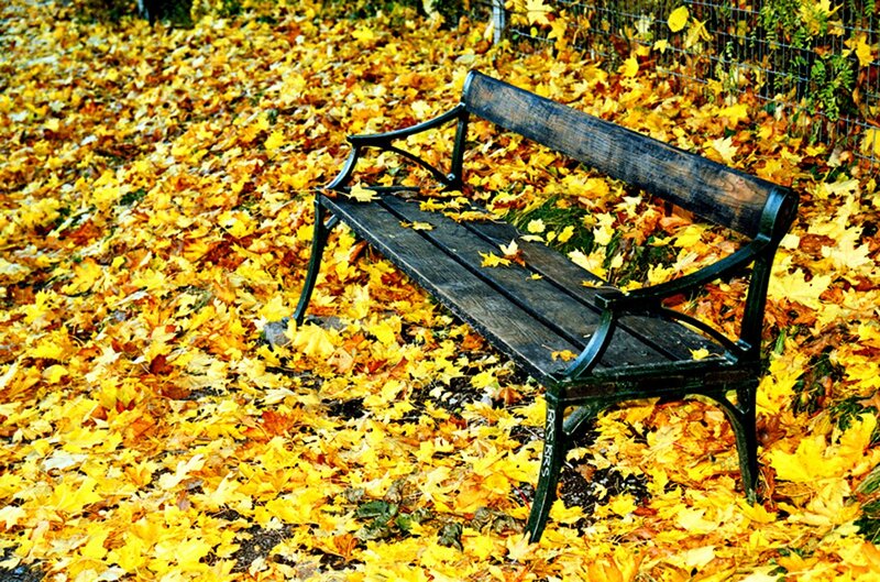 Wooden Bench in Leaves