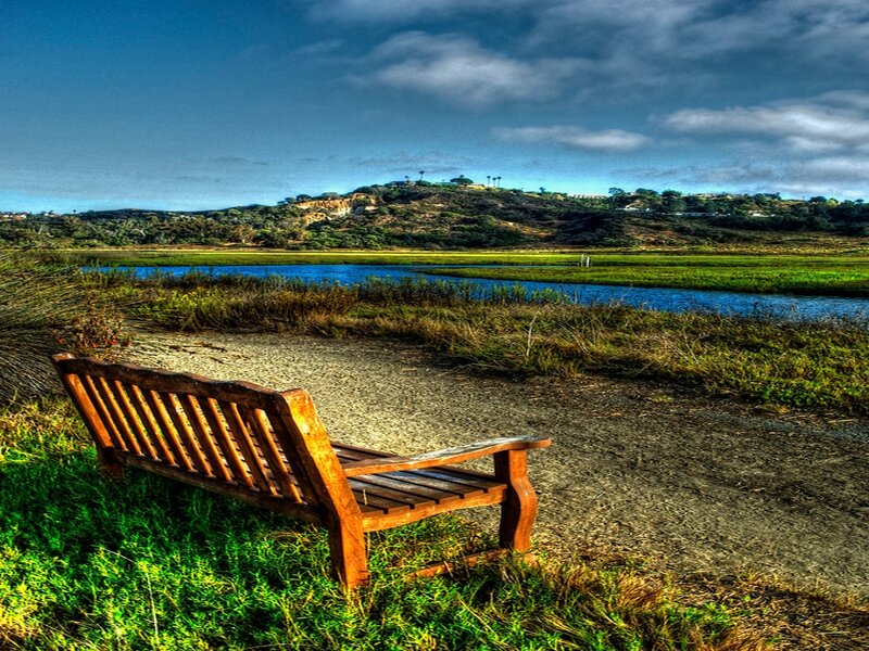 Wooden Bench in Marsh