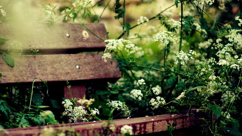 Wooden bench in overgrown garden