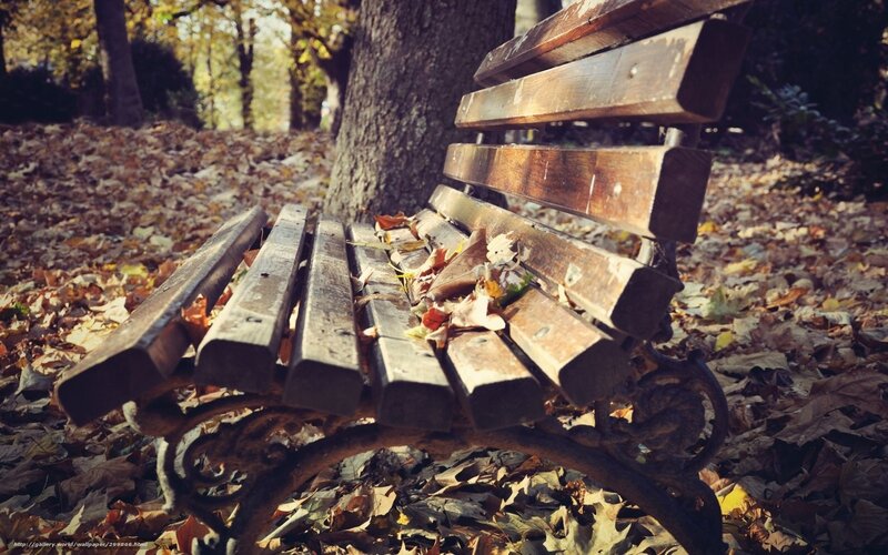 Wooden Bench in Park — Brown, Serene, Autumn, Photograph, Leaves, Tree